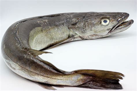 Merluza de pincho