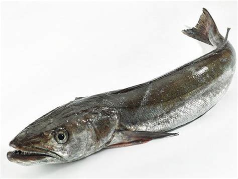 Tipos de merluza