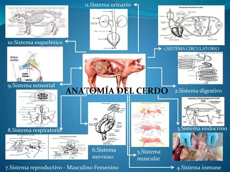 Anatomía del cerdo ibérico y dónde se obtienen el jamón y la paleta