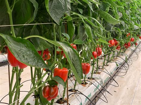 Técnica de fertirrigación en cultivo de pimientos