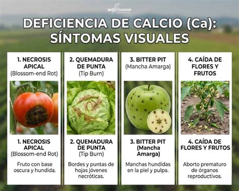 Síntomas de deficiencia de calcio (pudrición apical) en pimientos
