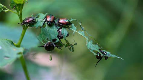 Ilustración de insectos que afectan a las plantas de berenjena