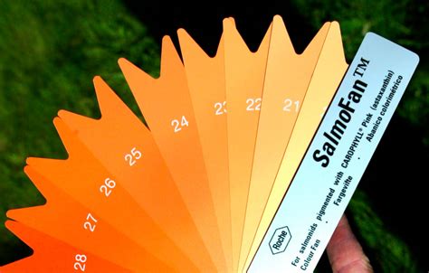 Paleta de tonos anaranjados, SalmoFan, utilizada en la producción de salmones para determinar el color deseado.
