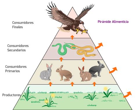 Diagrama que muestra la cadena alimentaria del salmón salvaje y la fuente de astaxantina.