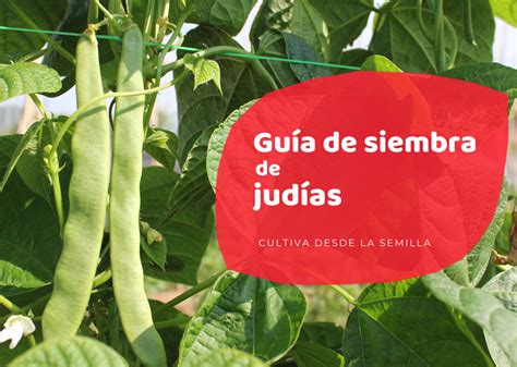 Sistema de tutores para judías de enrame