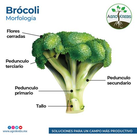 Estructura del brócoli