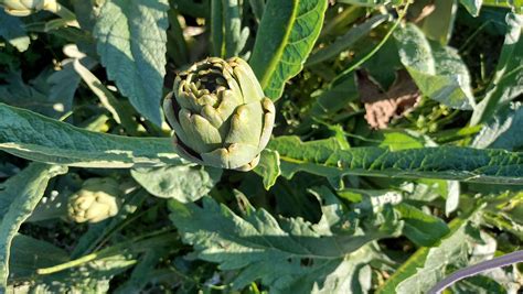 Imagen de alcachofas Blanca de Tudela con su distintiva forma