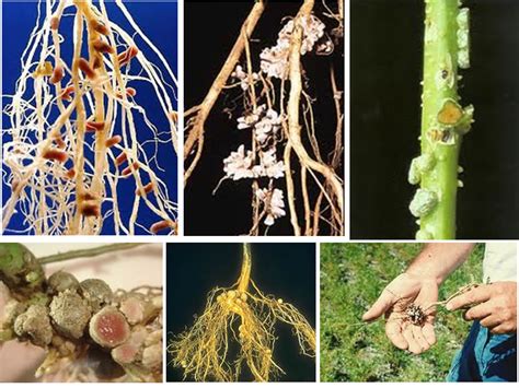 Ilustración de una planta de leguminosa con bacterias fijadoras de nitrógeno en las raíces.
