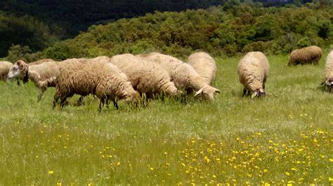Ovejas de raza manchega pastando en un campo