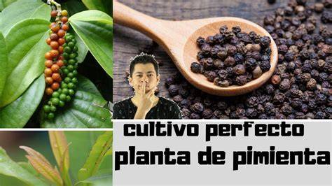 Sistema de tutores para el cultivo de pimienta negra