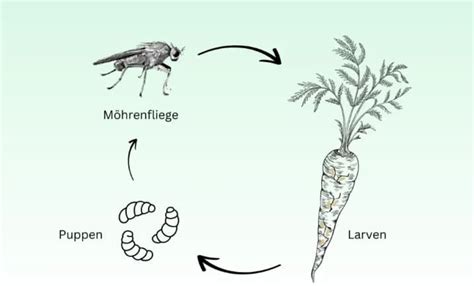 Ilustración de la mosca de la zanahoria y sus larvas