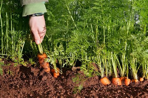 Comparación visual del tamaño de zanahorias listas para cosechar