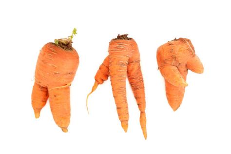 Zanahorias deformes debido a obstáculos en el suelo