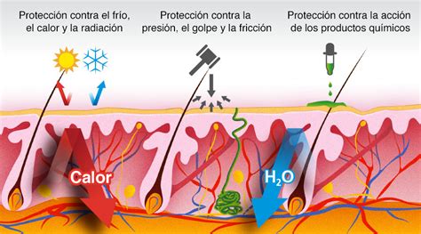 Representación gráfica de cómo la pasta crea una barrera protectora sobre la piel