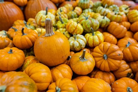 Variedad de calabazas de diferentes colores