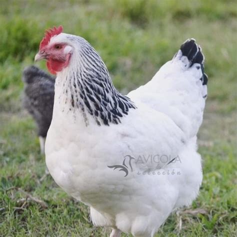 Ficha resumen de la gallina Sussex