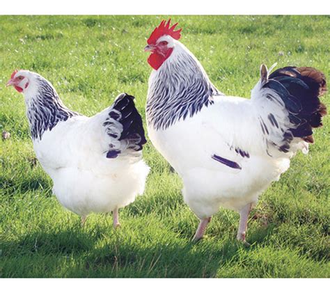 Gallina Sussex de plumaje blanco y negro (armiñado)