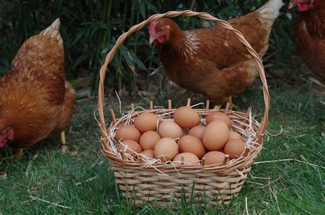 Cesta de huevos de gallina Sussex