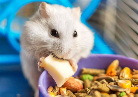 Hámster comiendo de su comedero