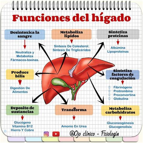 Diagrama del hígado humano y su funcionamiento