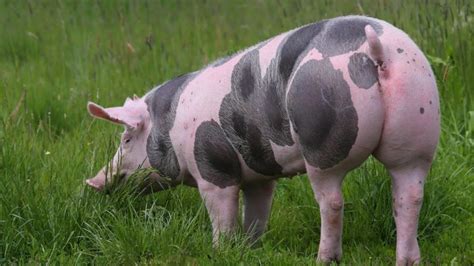 Raza de cerdo para jamón