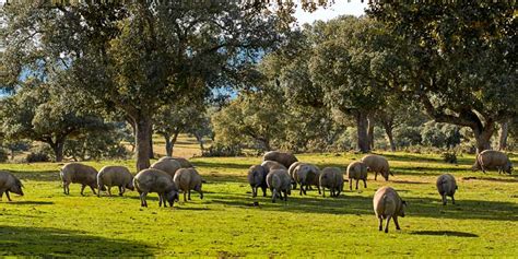 Dehesa española con cerdos ibéricos