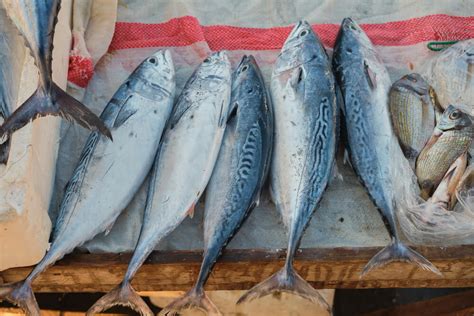 Atún fresco en la pescadería