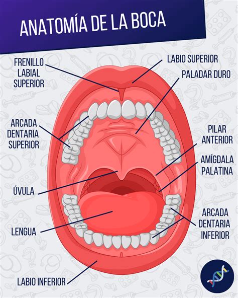 Anatomía de la boca con el paladar
