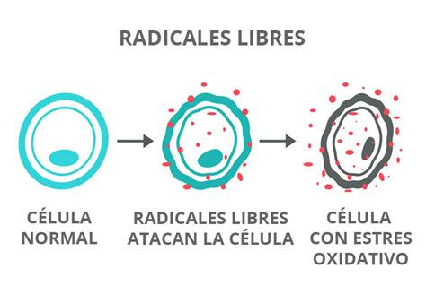 Ilustración de radicales libres atacando células