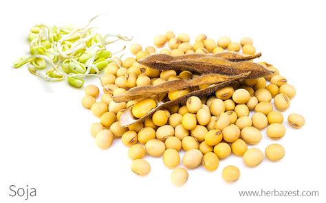Variedad de alubias de soja