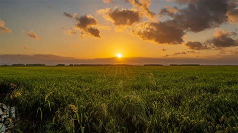 Campo de arroz en la Albufera de Valencia