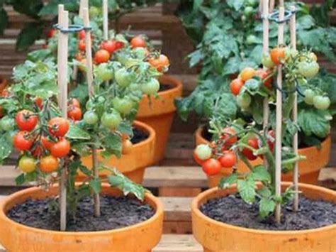 Ilustración de diferentes opciones de cultivo de tomate: huerto, maceta en balcón, invernadero