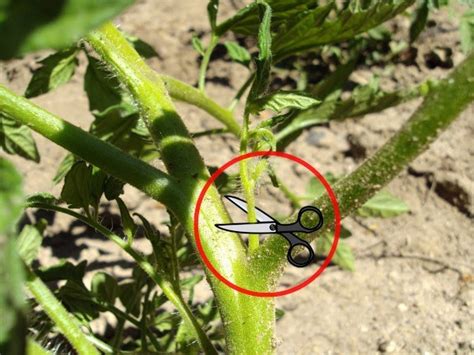 Esquema de la poda de chupones en tomatera