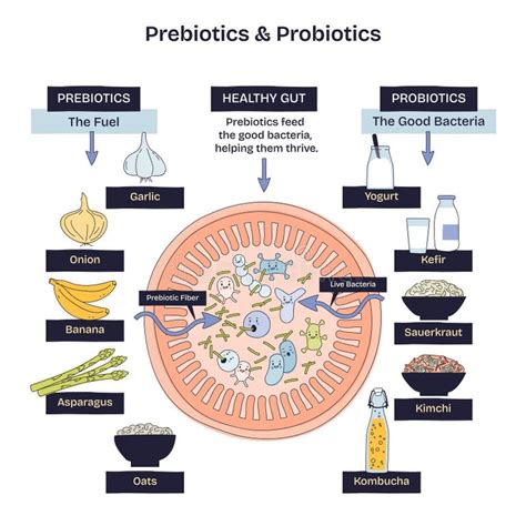 Diagrama del intestino mostrando la acción prebiótica de las legumbres