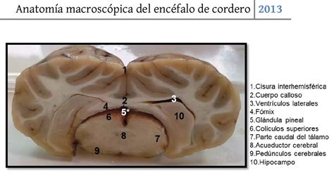 Anatomía del cordero