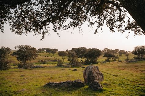 Paisaje de dehesa extremeña con encinas