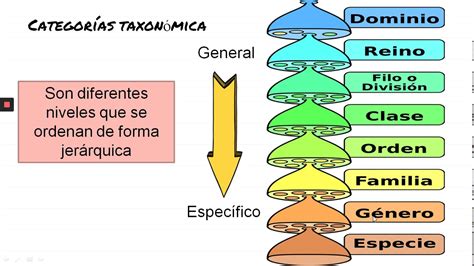 Diagrama de la clasificación taxonómica de Cucurbita