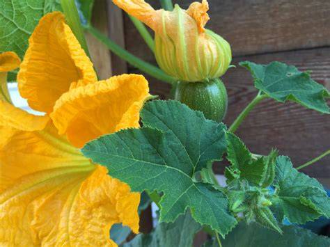 Flor y hoja de Cucurbita