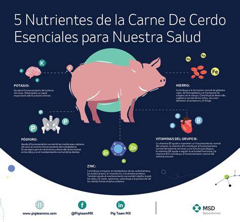 Infografía mostrando las etapas de crecimiento de un cerdo y sus raciones de alimento