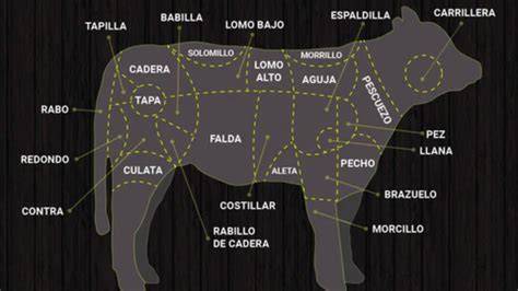 Anatomía de la ternera, mostrando la ubicación de la aguja