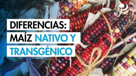 Diferencias nutricionales entre maíz y arroz