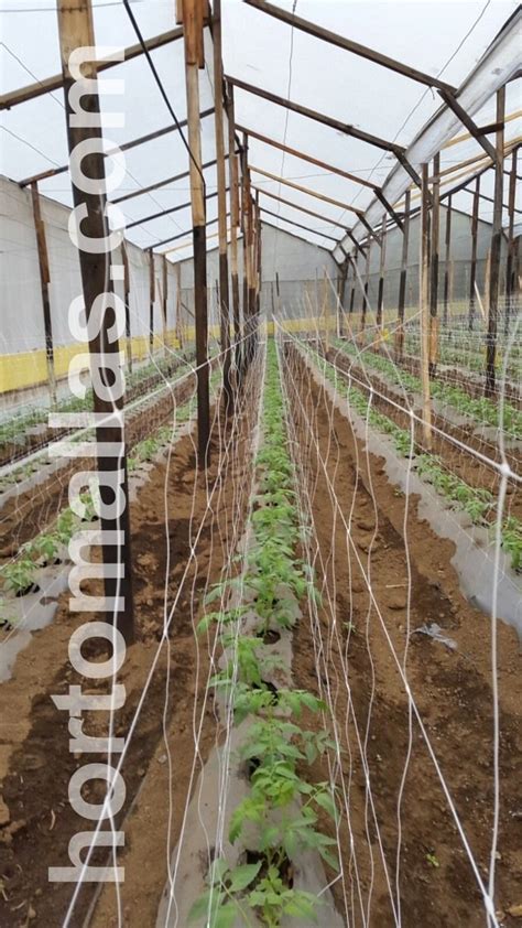 Malla de entutorado en un campo de cultivo