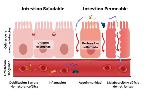 Gráfico de impacto del maíz en el intestino permeable