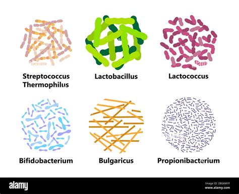Esquema de la interacción entre Lactobacillus bulgaricus y Streptococcus thermophilus