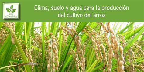 Esquema de las condiciones ideales para el cultivo de judías