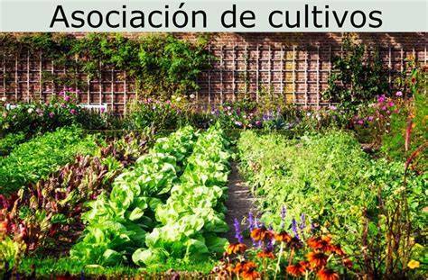 Asociación de cultivos beneficiosa para las judías