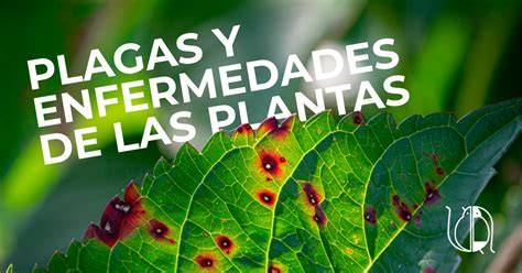 Identificación y control de plagas y enfermedades en judías