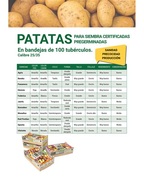 Patatas de siembra pregerminadas