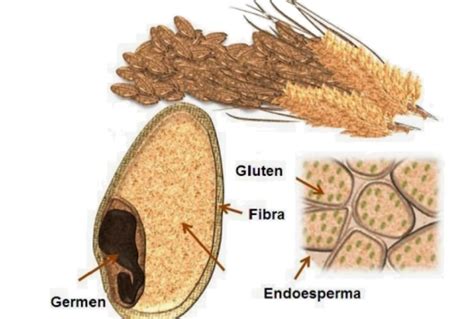 Estructura del gluten en el trigo