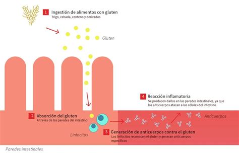 Efectos del gluten en el intestino delgado